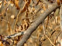 Lípa velkolistá (Tilia platyphyllos)