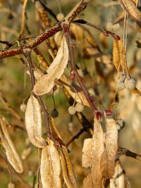 Lípa velkolistá (Tilia platyphyllos)