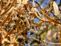 Lípa velkolistá (Tilia platyphyllos)