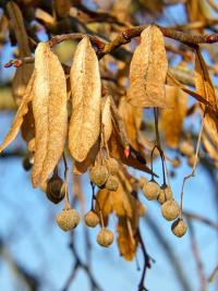 Lípa velkolistá (Tilia platyphyllos)