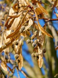 Lípa velkolistá (Tilia platyphyllos)