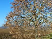 Lípa velkolistá (Tilia platyphyllos)
