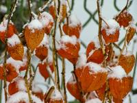 Mochyně židovská (Physalis alkekengi)