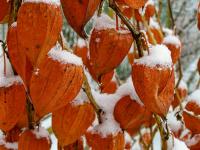 Mochyně židovská (Physalis alkekengi)