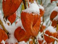 Mochyně židovská (Physalis alkekengi)