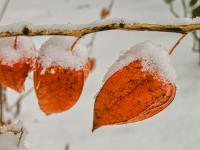 Mochyně židovská (Physalis alkekengi)