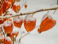Mochyně židovská (Physalis alkekengi)