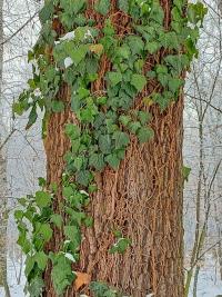Břečťan popínavý (Hedera helix)