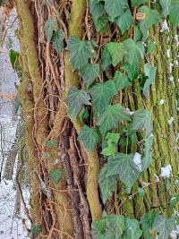 Břečťan popínavý (Hedera helix)