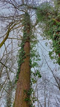 Břečťan popínavý (Hedera helix)