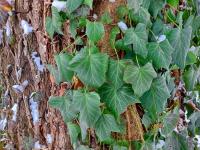 Břečťan popínavý (Hedera helix)