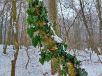 Břečťan popínavý (Hedera helix)