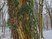 Břečťan popínavý (Hedera helix)