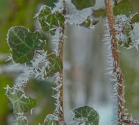 Břečťan popínavý (Hedera helix)