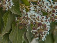 Břečťan popínavý (Hedera helix)