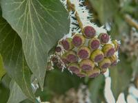 Břečťan popínavý (Hedera helix)