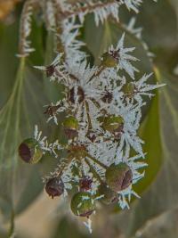 Břečťan popínavý (Hedera helix)