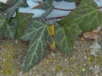 Břečťan popínavý (Hedera helix)