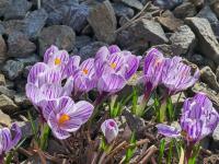 Šafrán jarní 'Pickwick' (Crocus vernus)