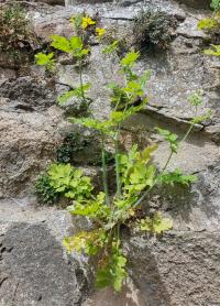 Vlaštovičník větší (Chelidonium majus)