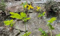 Vlaštovičník větší (Chelidonium majus)