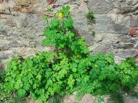 Vlaštovičník větší