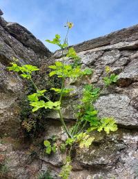 Vlaštovičník větší (Chelidonium majus)