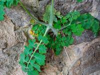 Vlaštovičník větší (Chelidonium majus)