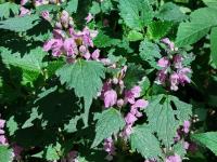 Hluchavka skvrnitá (Lamium maculatum)