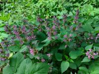 Hluchavka skvrnitá (Lamium maculatum)