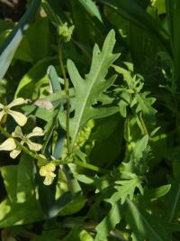 Roketa setá (Eruca vesicaria subsp sativa)
