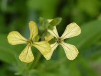 Roketa setá (Eruca vesicaria subsp sativa)
