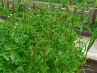 Roketa setá (Eruca vesicaria subsp sativa)