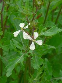 Roketa setá (Eruca vesicaria subsp sativa)