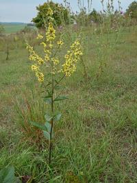 Divizna jižní rakouská (Verbascum chaixii subsp austriacum)