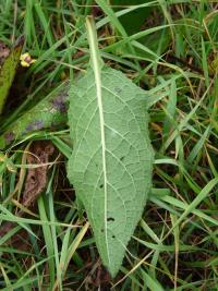 Divizna jižní rakouská (Verbascum chaixii subsp austriacum)