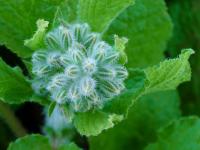 Brutnák lékařský