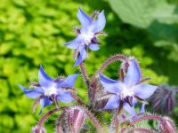 Brutnák lékařský, jedlé květy