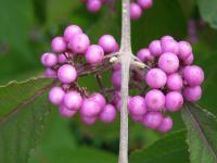 Krásnoplodka Bodinierova (Callicarpa bodinieri)