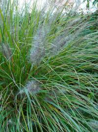 Dochan psárkovitý (Pennisetum alopecuroides)