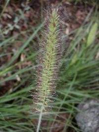 Dochan psárkovitý (Pennisetum alopecuroides)