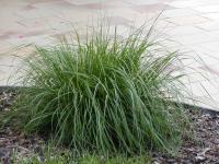 Dochan psárkovitý (Pennisetum alopecuroides)