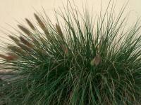 Dochan psárkovitý (Pennisetum alopecuroides)