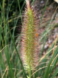 Dochan psárkovitý (Pennisetum alopecuroides)