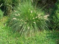 Dochan psárkovitý (Pennisetum alopecuroides)