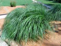 Dochan psárkovitý (Pennisetum alopecuroides)