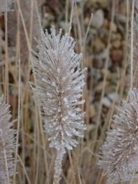 Dochan psárkovitý (Pennisetum alopecuroides)
