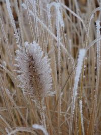 Dochan psárkovitý (Pennisetum alopecuroides)