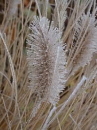 Dochan psárkovitý (Pennisetum alopecuroides)