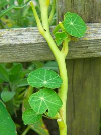 Lichořeřišnice větší (Tropaeolum majus)